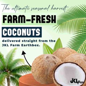 JKL Farm Fresh Whole Coconut
